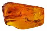 Fossil Spider, Springtail, Two Mites and a Crane Fly in Baltic Amber #170093-3